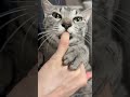 飼い主のなでなでで起きちゃった猫が起こした驚愕の行動がこれ #cat #cute