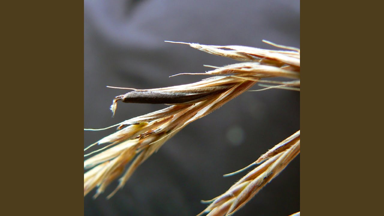 Obejrzyj Remember w YouTube Obejrzyj Remember w YouTube