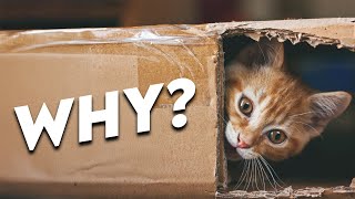 Celebrity Why Your Cat Is Obsessed With Boxes Net Worth