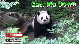 Panda Yun Wu Enjoys The Big Bathtub | Ipanda