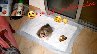 تدريب الكلاب علي الحمام في المنزل ازاي تخلي الكلب يعمل حمام في مكان محدد له واكسسوارات للكلاب الزينه