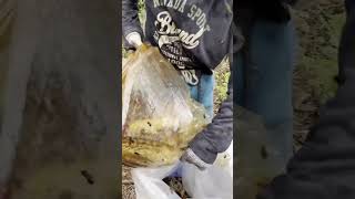 Panen Madu Hutan Di Sore Hari Bikin Merinding