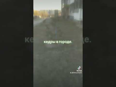 Видео: Растут ли кедры на Аляске?