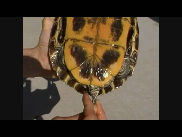 WILD ABOUT TEXAS: Red-eared sliders are almost everwhere