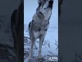 صبر الذئب الرمادي في البرد القارص