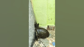 Tortoise 🐢🐢 short videos #softshellturtle #turtleshell #tortoise #turtle #turtleisland #animals