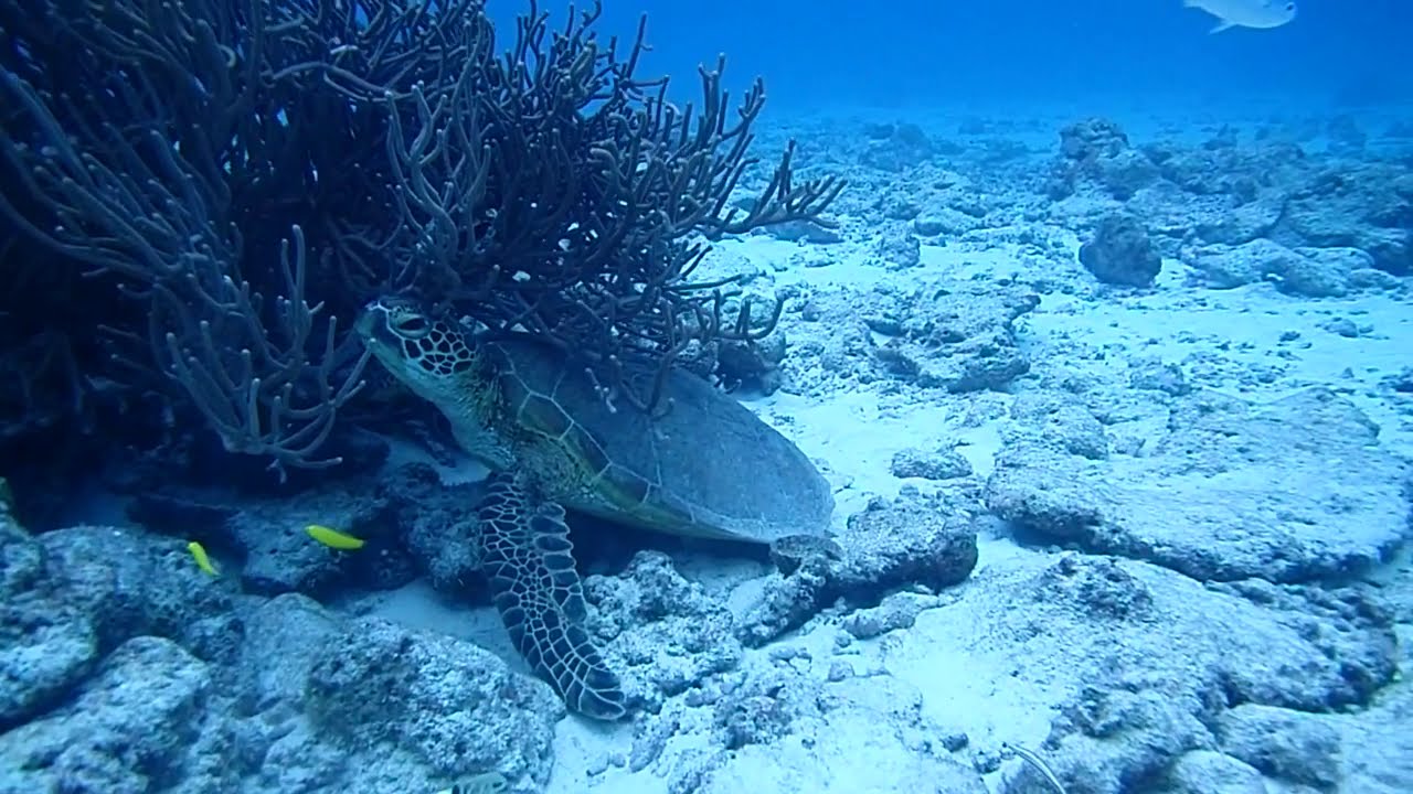 徒然海月日記 つれづれくらげにっき 水納島の海 徒然海月日記 つれづれくらげにっき 水納島の海