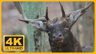 Fallow Deer Rut 2022