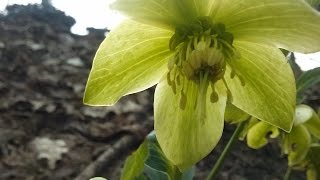 HELLEBORUS (ELLEBORO VERDE) velenosa