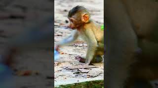 So Cute Baby Monkey Daily