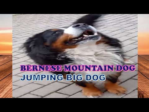 JUMPING BIG DOG.