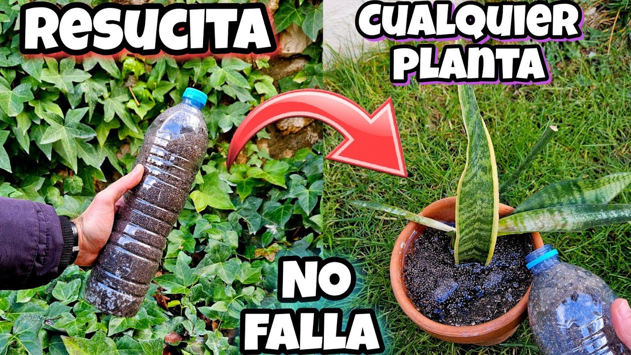 REVIVE cualquier PLANTA con este ABONO CASERO ! Curar plantas ENFERMAS o SECAS | Huerto y jardín