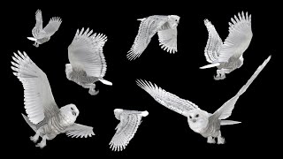 White Owls - Flying Flock - Seven Birds - Transparent Transition