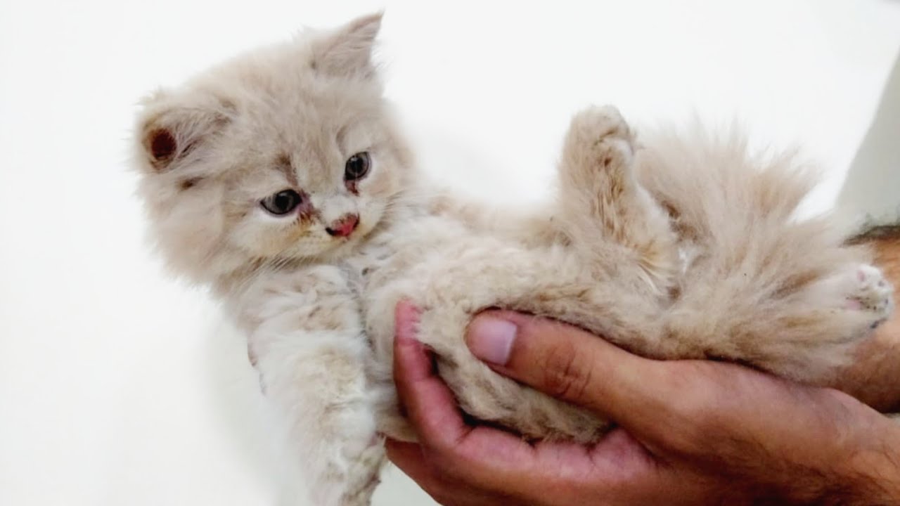 Adopting A Kitten YouTube adopting-a-kitten-youtube