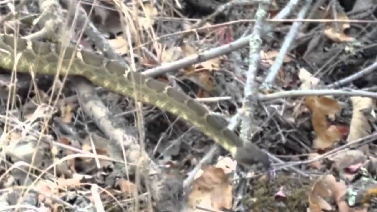 Rattlesnake YouTube