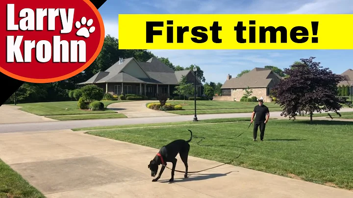 Great Dane first e collar session with explanation of negative reinforcement (Training Collar)