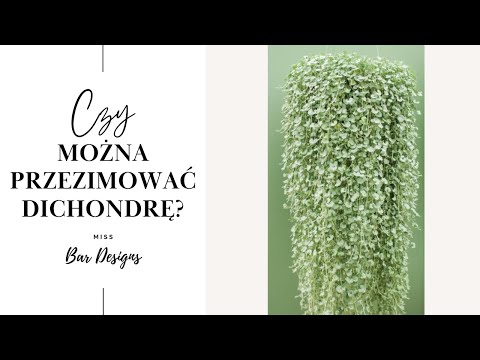 Wideo: Czy mamy można zimować?