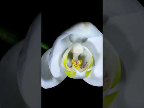 kev mud - essence