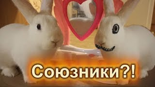 БАКУ- пожиратель снов и КРОЛИК Ляля стали союзниками!