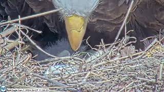 USS Bald Eagle Cam 1 on 4-7-24 @ 11:55:28  First view of USS 7's face.  Simply beautiful.