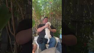 Wooden Chair Breaks While Man Pets Dog - 1498115