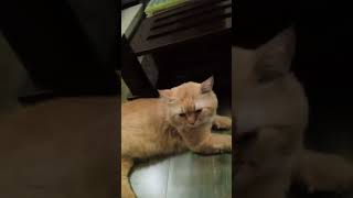 shhry Kar ly Leo or pudding ne#cute #cat #like #or subscribe kare