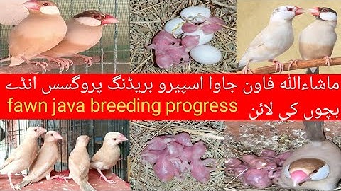 fawn java breeding progress #javabird #fawnjava #birdslover #WahidbirdsAviary#javabirds