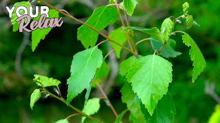 Sounds of nature. The noise of the forest after the rain. 2 Hours of video in 4K.