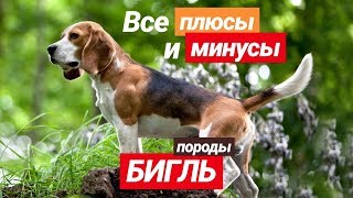 БИГЛЬ | все плюсы и МИНУСЫ этой породы