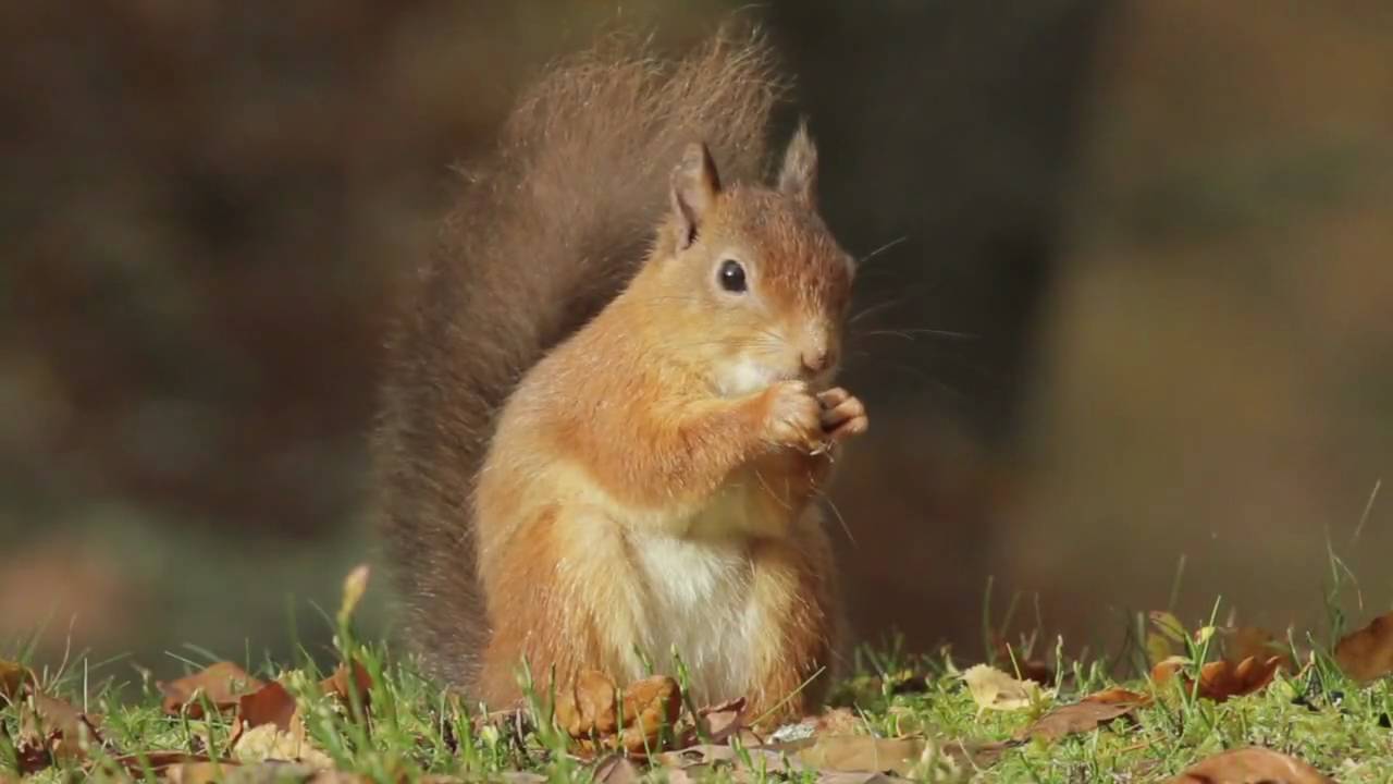 Squirrel Scratch - YouTube
