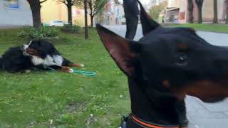 Výcvik Psa - Mestská Džungľa