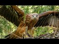 Red Kite Chicks Prepare For First Flights | Discover Wildlife | Robert E Fuller