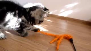 Классные котята! Смотрим! Классные котята! Смотрим!