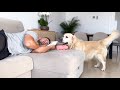 Golden Retriever Wakes Up His Lazy Human Dad!