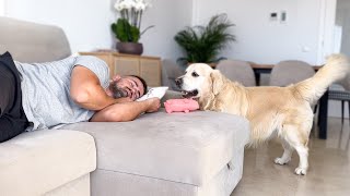 Golden Retriever Wakes Up His Lazy Human Dad!