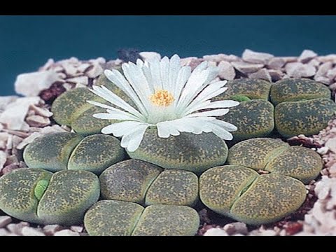 Цветы камни фото и названия
