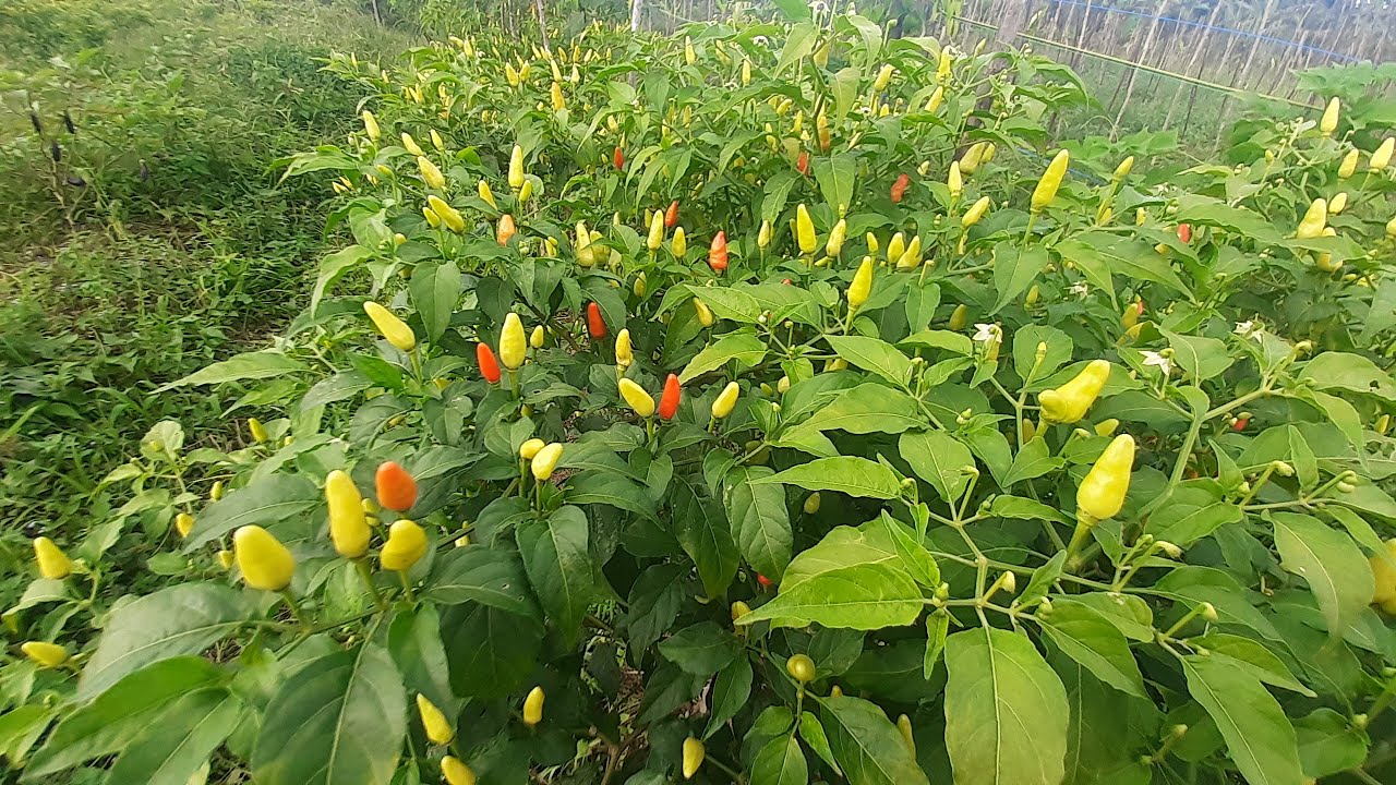 Proyek Cabe Metode Jadam 3 Bulan di Kebun Organik Namang.