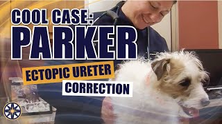 NorthStar VETS Cool Case Parker