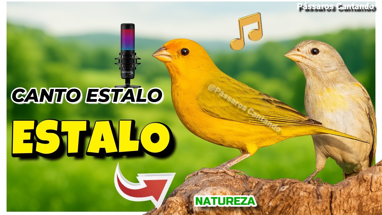 Canto Estalo do Canário da Terra – Para Esquentar Macho e Estimular na Fêmea!