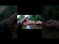 #creekfishing #trout #shorts #shortvideo #Fish