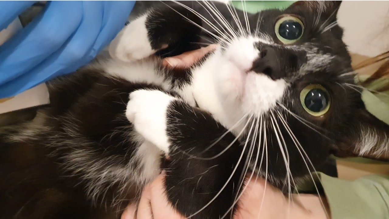 Сьогодні їздили до лікаря з Борею 🐈‍⬛🏥🩺💉