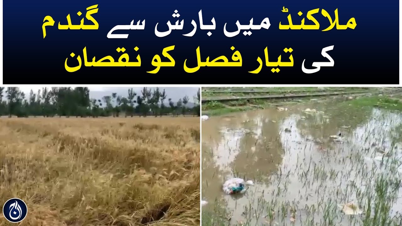 Damage to ready crop of wheat due to rain in Malakand - Aaj News - YouTube