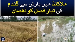 Damage to ready crop of wheat due to rain in Malakand - Aaj News