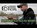 крупный карась на фидер