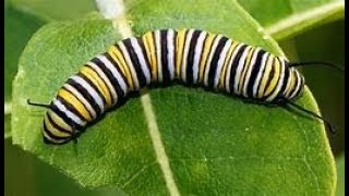 Finding Monarch Caterpillars