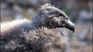 Andean condor: A conservation journey (Part II)