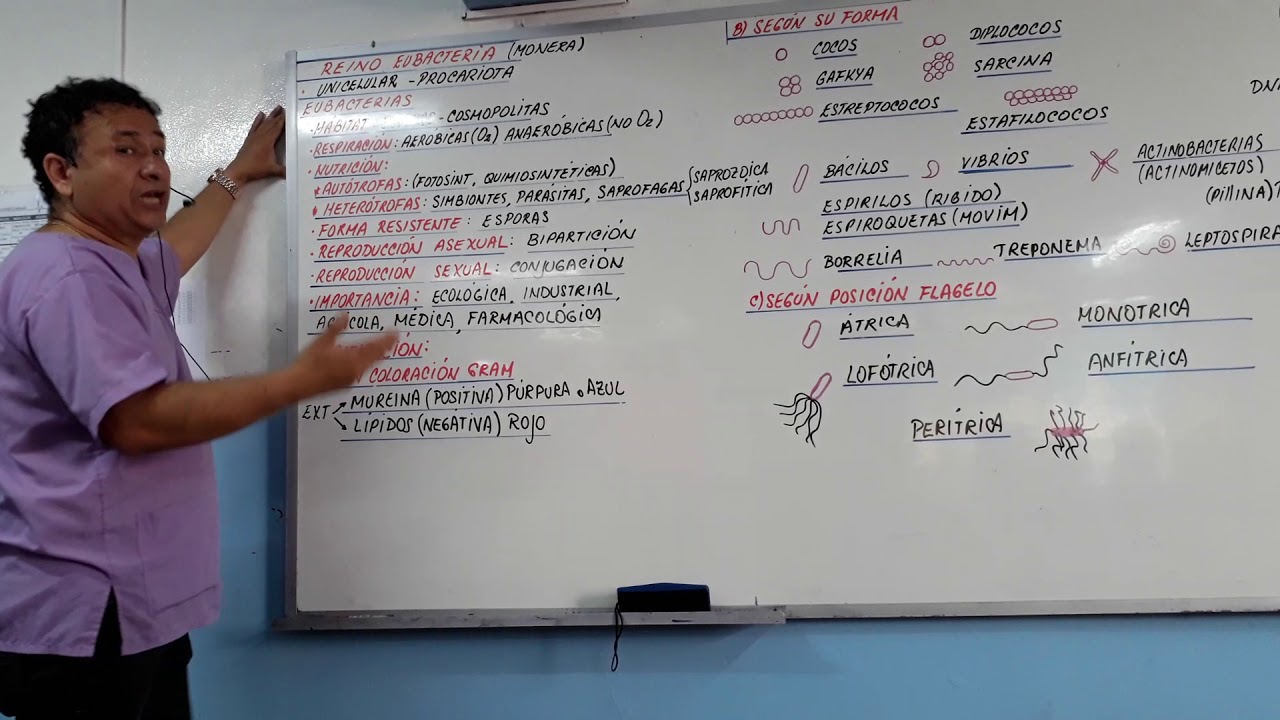 REINO EUBACTERIA REINO MONERA - BACTERIAS - CARACTERÍSTICAS - CLASIFICACIÓN  DE BACTERIAS