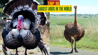 Top 10 Largest Birds in the World.... and their Habitat