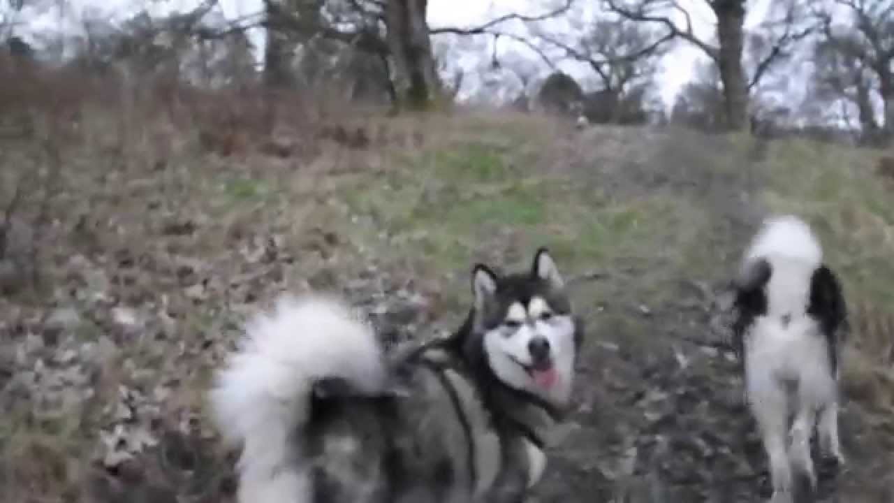 video phone beyonce mp3 Walkies For My Alaskan Malamutes