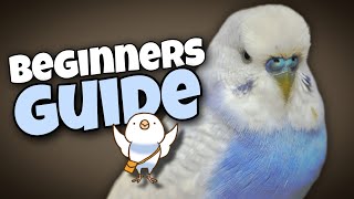Easy Budgie Care Tips for Beginners by Denny the Budgie 4,648 views 11 months ago 4 minutes, 13 seconds